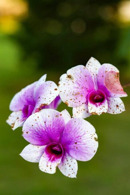 Recanto Dos Beija Flores, Chale Lantana C Monte Alegre do Sul Ngoại thất bức ảnh